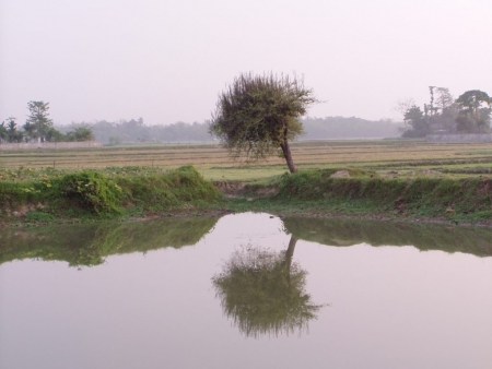 Bangladesh : water pond