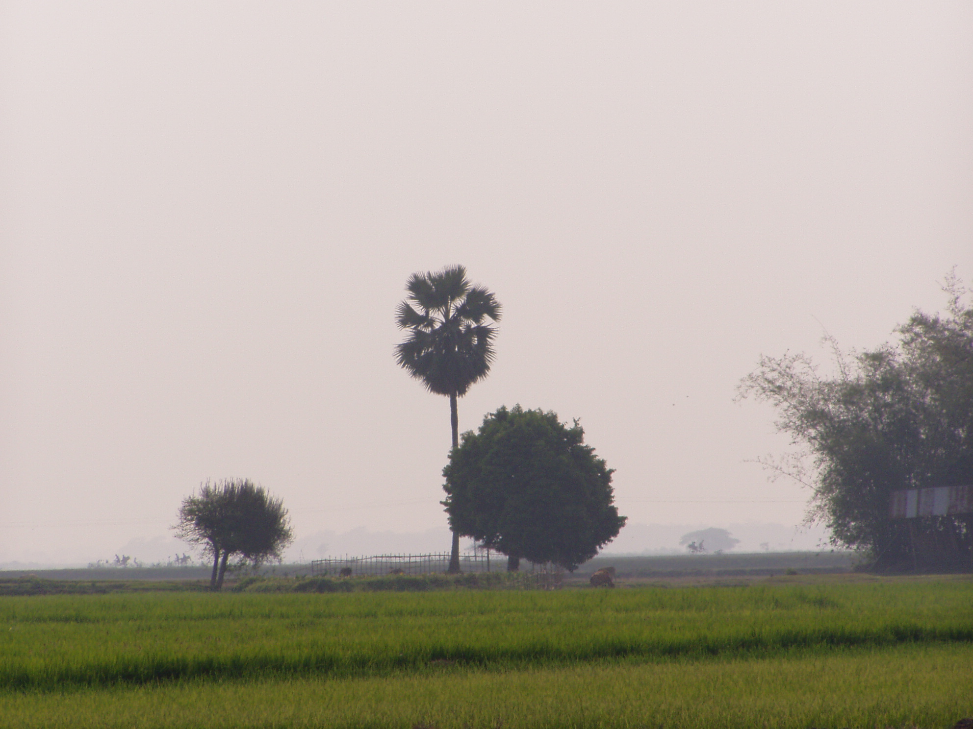 Sylhet landscape