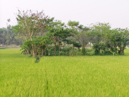 Bangladesh : Green paddy field