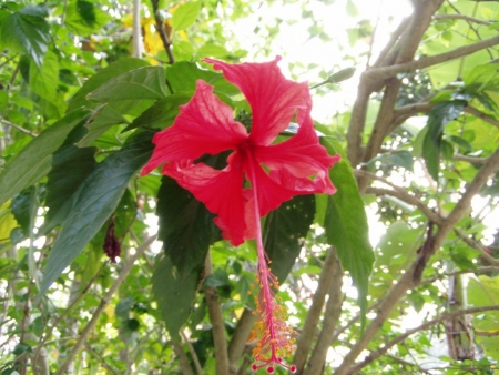 Common flower , Sylhet