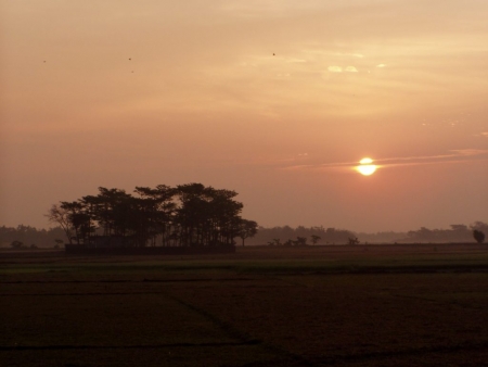 Bangladesh : sun rise and trees