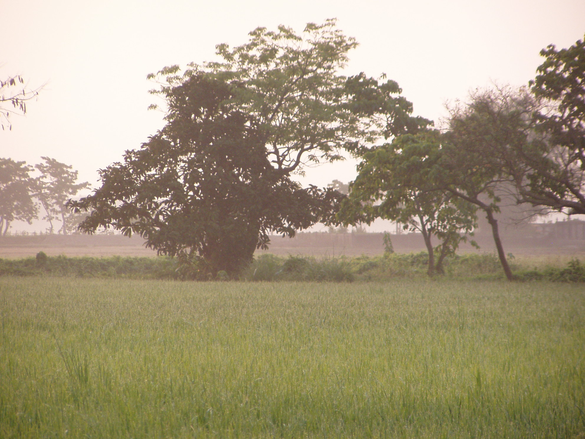 Bangladesh : paddy field