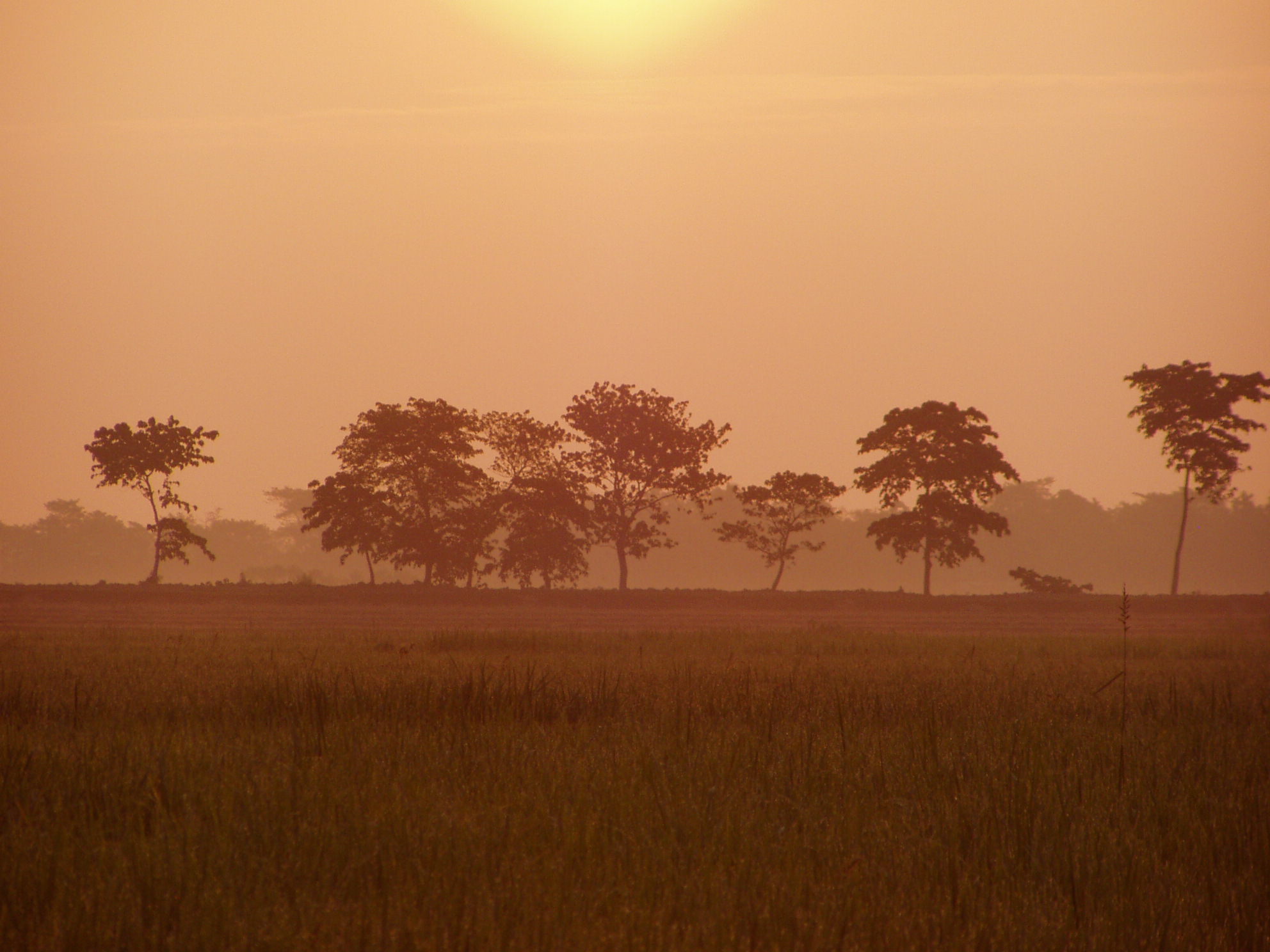 Bangladesh : village morning  paddy field